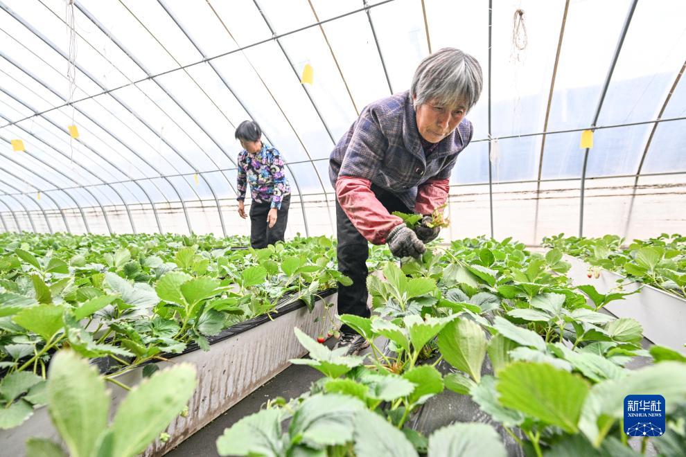 河北平山：特色产业持续发力推动乡村振兴(图3)