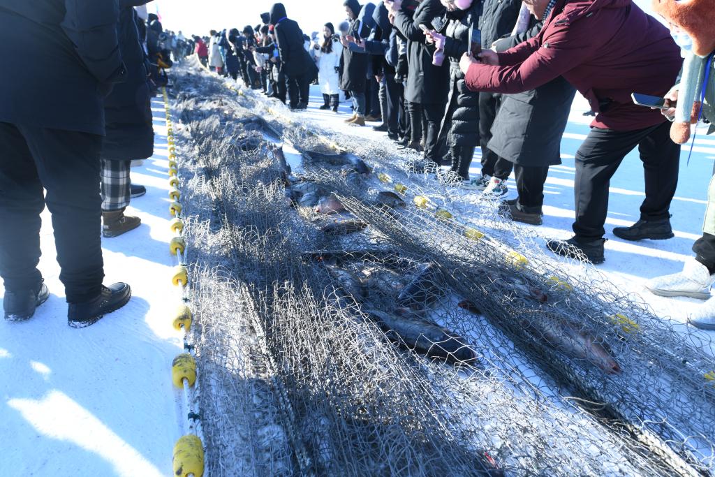 冬捕最大单网出鱼量30万斤 黑龙江冷水养出“热”经济(图1)