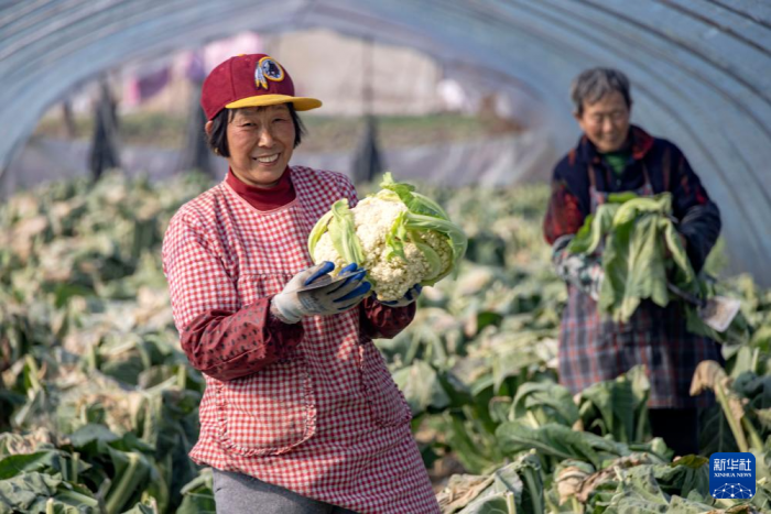 保障“菜篮子”供应(图4)