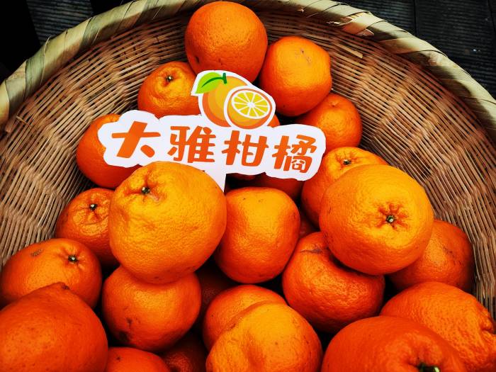 丰收啦！重庆渝北大盛柑橘满坡晒金山(图1)