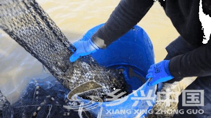 产自黄河边的大闸蟹。受访者供图