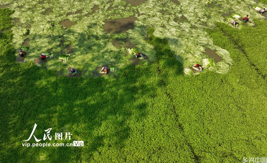 广西南宁:采收水芹