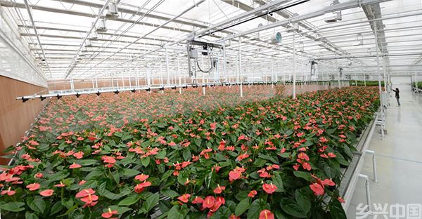 智能化温室花卉种植基地。