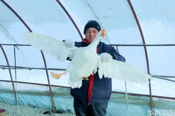 大鹅养殖已成新发村支柱型产业。陈俐言摄