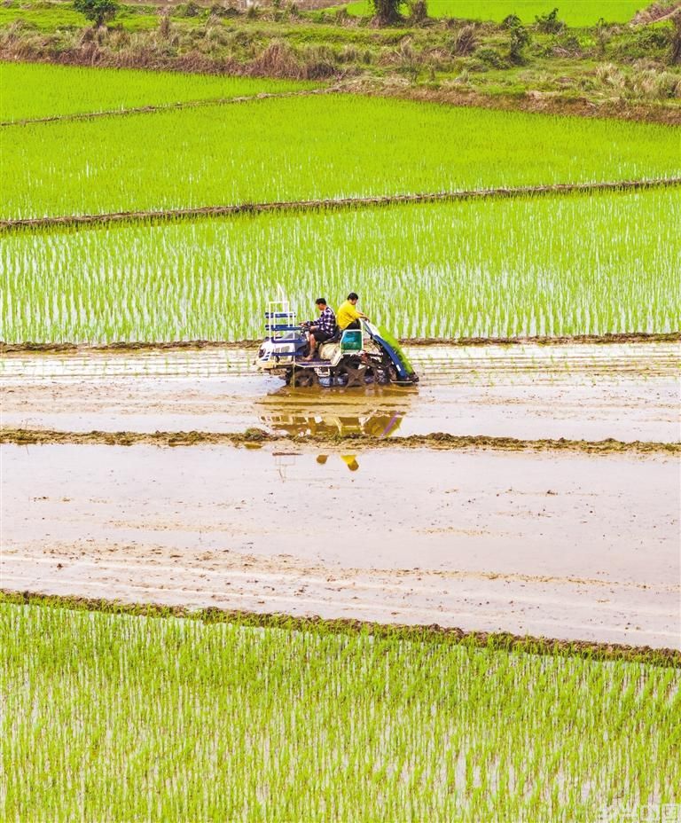 人勤春早(图1)