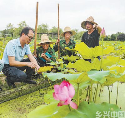 太空莲 致富莲(图5)