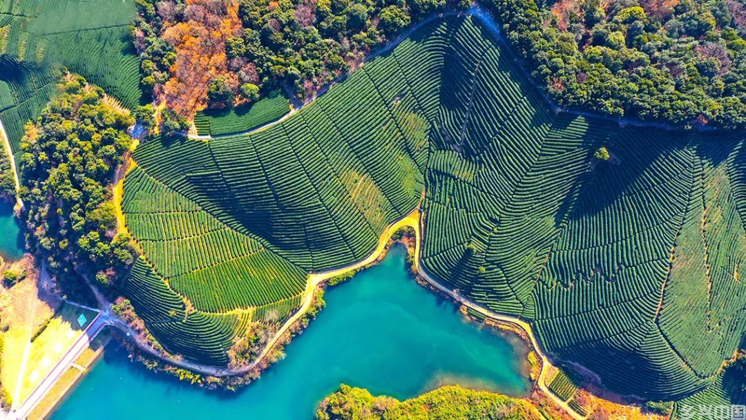 西湖龙井：绿茶皇后　源自千年(图1)