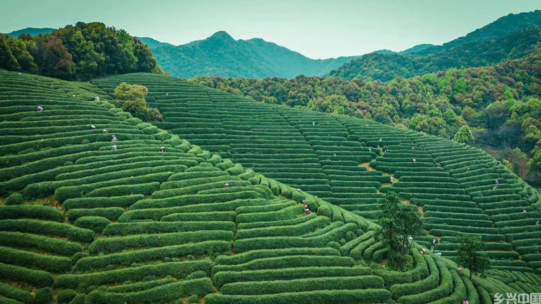 西湖龙井：绿茶皇后　源自千年(图3)