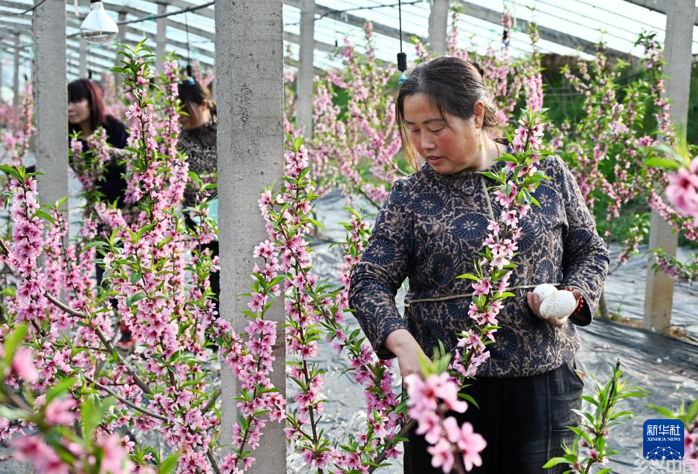 生态桃花朵朵开(图1)