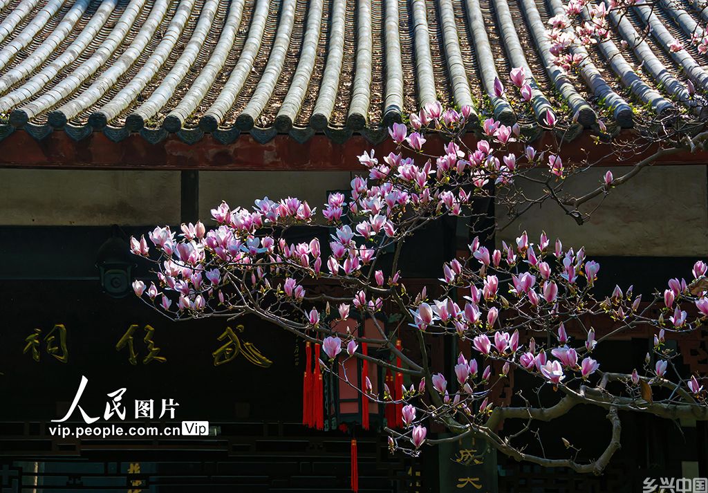 四川成都：武侯祠玉兰花盛开【2】