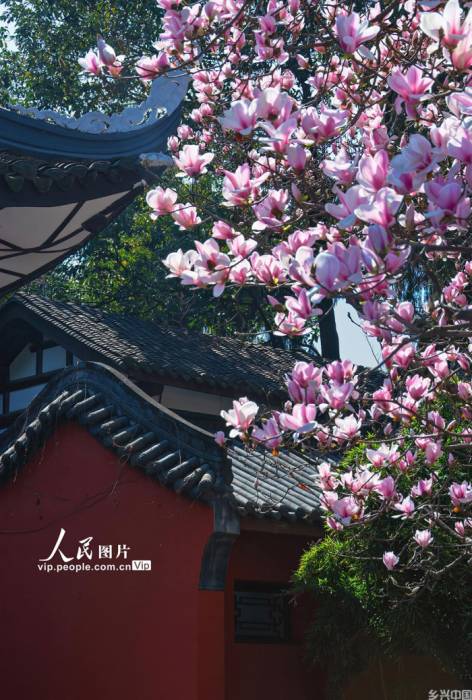 四川成都：武侯祠玉兰花盛开【4】