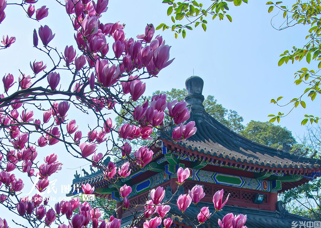 四川成都：武侯祠玉兰花盛开