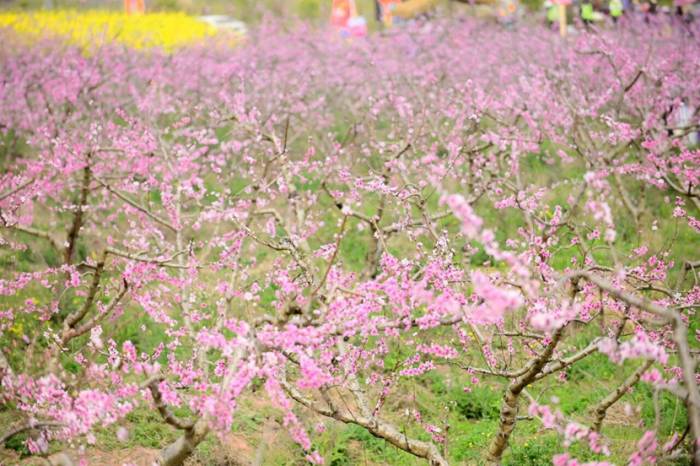 简阳第二届赏花季活动现场3.jpg