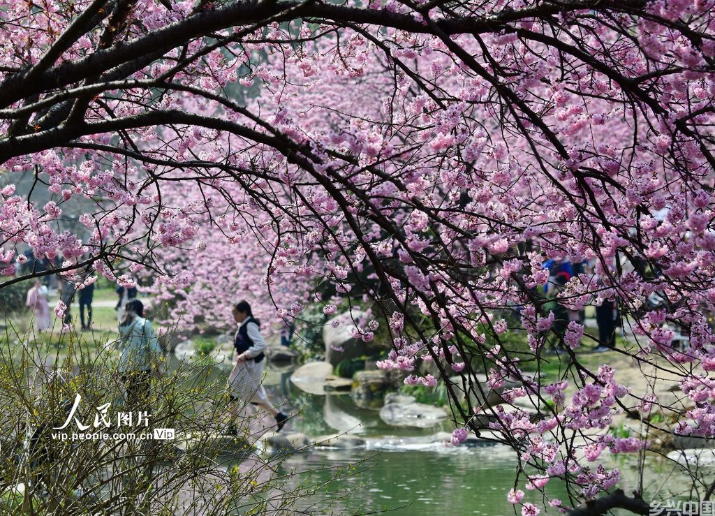 3月15日，游人在江苏无锡太湖鼋头渚景区观赏早樱。   