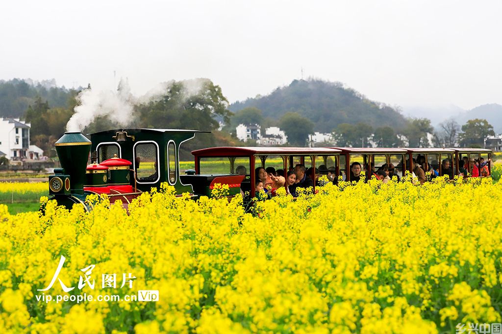 江西婺源:油菜花开迎客来