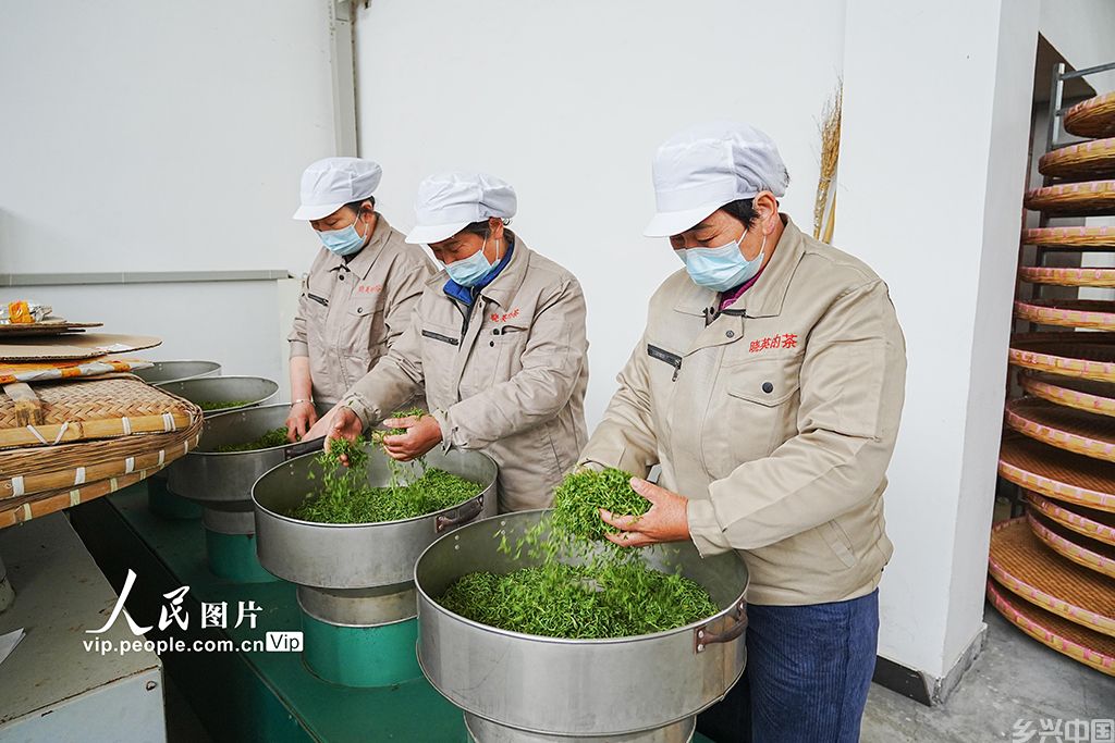 浙江德清:炒制春茶