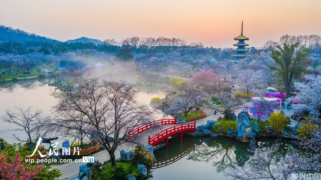 湖北武汉：东湖樱花绽放