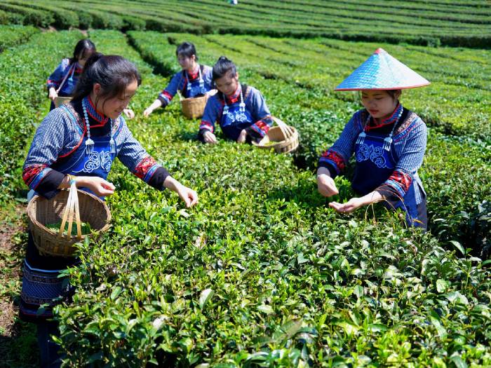 春茶飘香助民富(图3)
