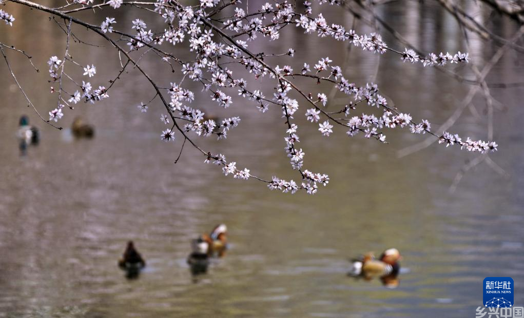北京:踏青赏花度周末(图3)