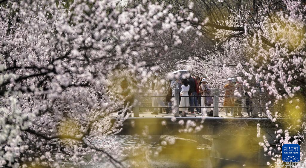 北京:踏青赏花度周末(图2)