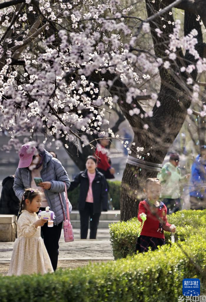 北京:踏青赏花度周末(图4)