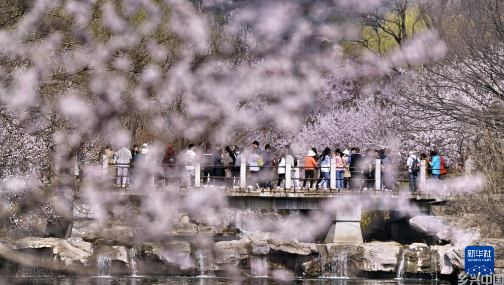 北京:踏青赏花度周末(图5)