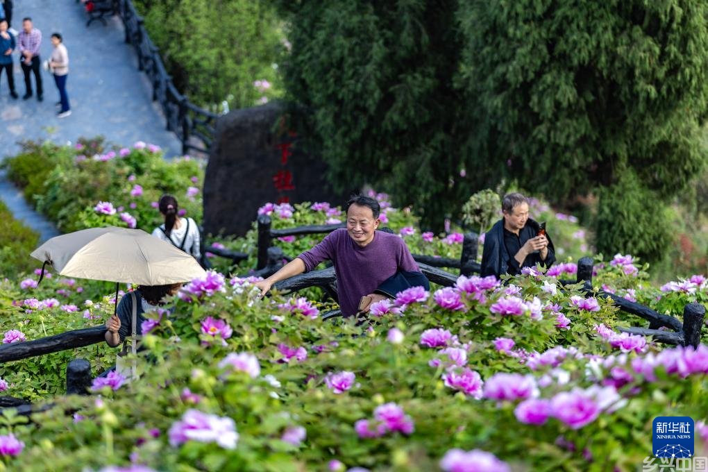 重庆垫江：牡丹花开迎客来(图4)