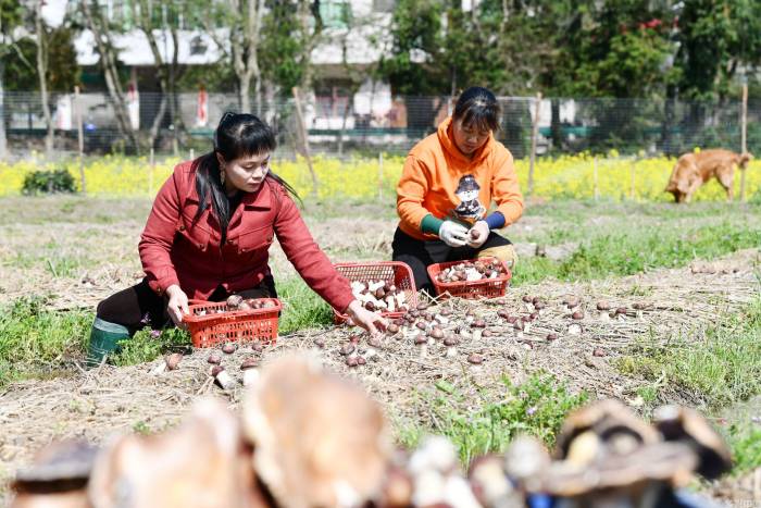 湖北通城：菌稻轮作成增收“生态链”(图1)