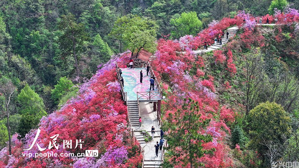 安徽岳西：杜鹃花开迎客来【5】