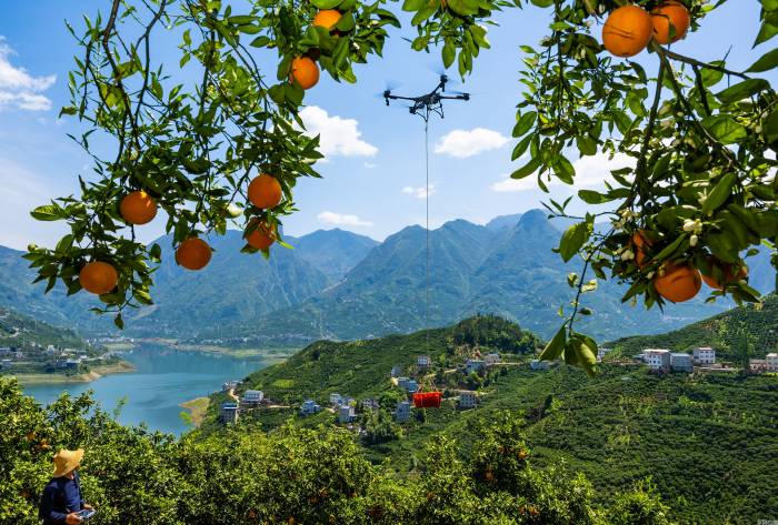 湖北秭归:“花果同枝”春橙飘香(图3)