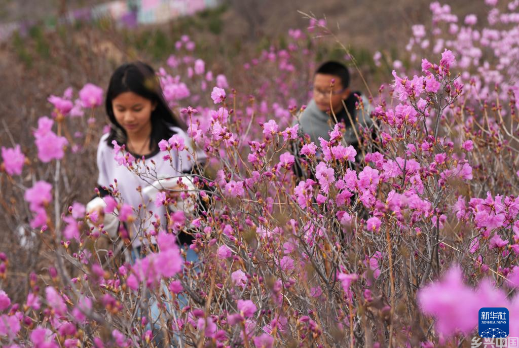 映山红花开(图4)