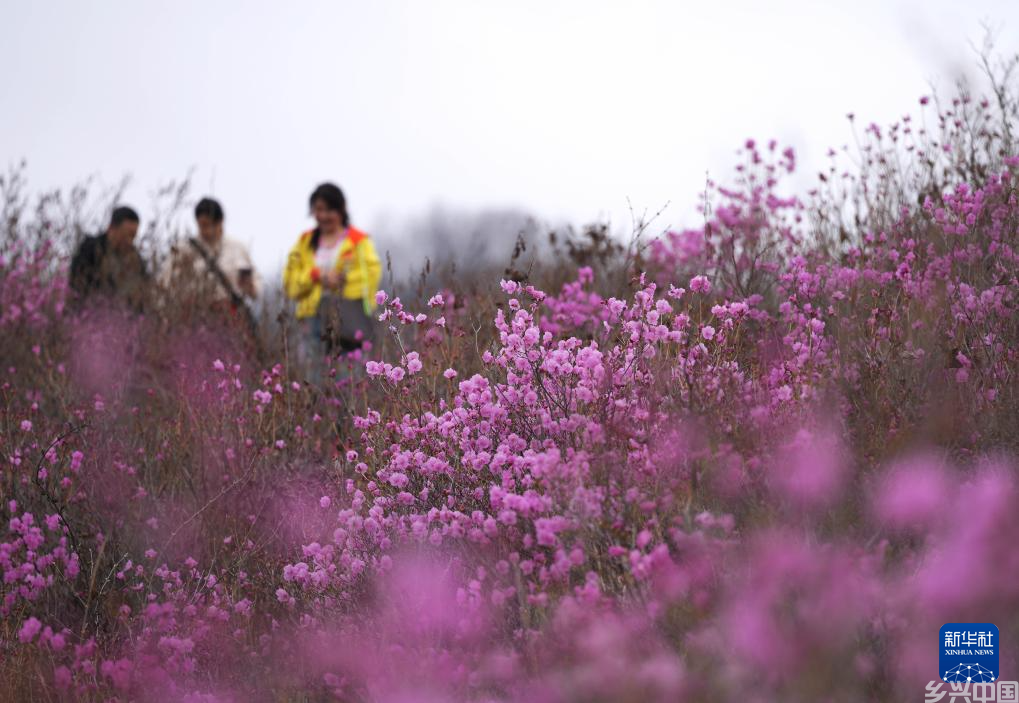 映山红花开(图2)