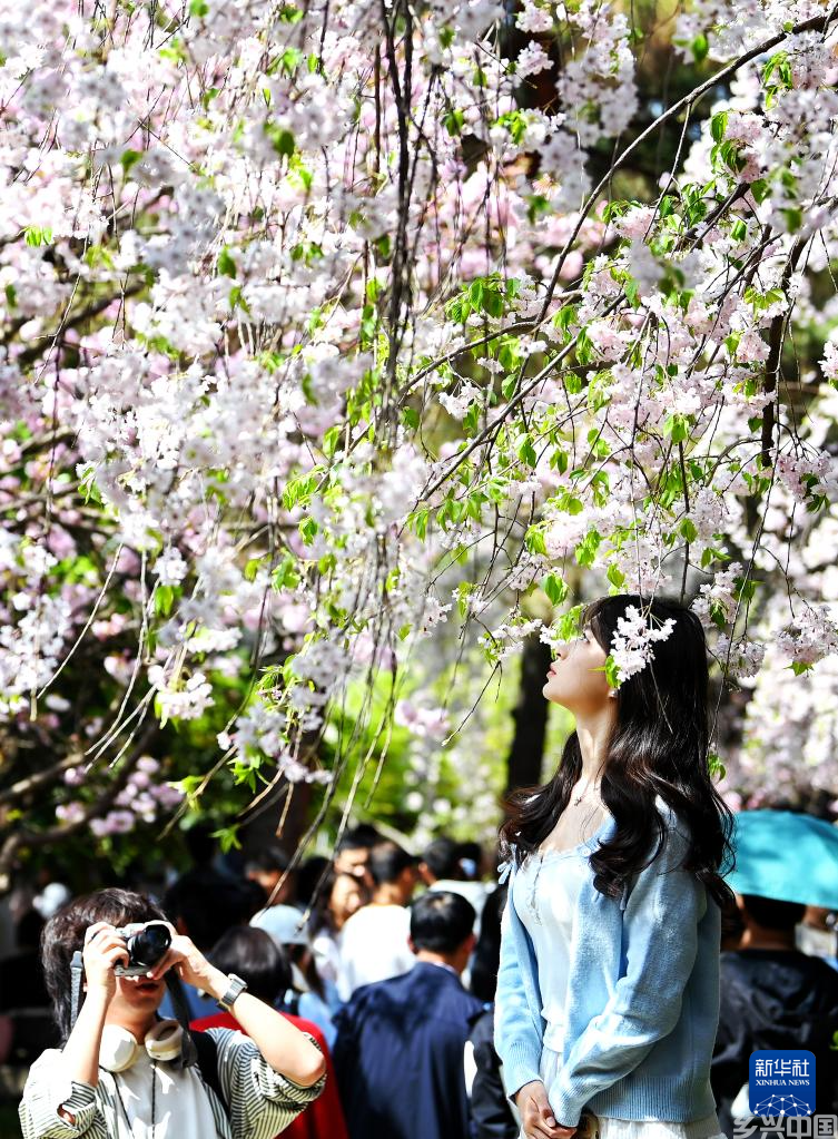 春至长安：花开一日看不尽(图5)