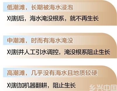 山东东营持续加强互花米草综合防治与生态系统修复—— 黄河口治“草”记(图2)