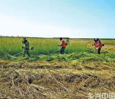 山东东营持续加强互花米草综合防治与生态系统修复—— 黄河口治“草”记(图4)