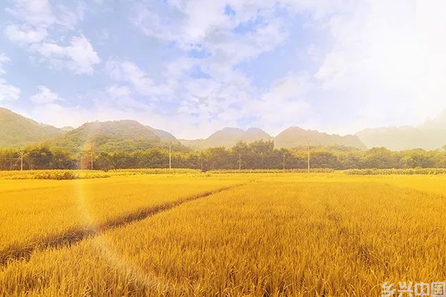 深化村镇企业合作 消费帮扶助振兴(图1)