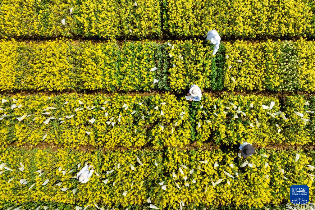 “油菜设计师”,让一粒粒种子开成油菜花海(图1)