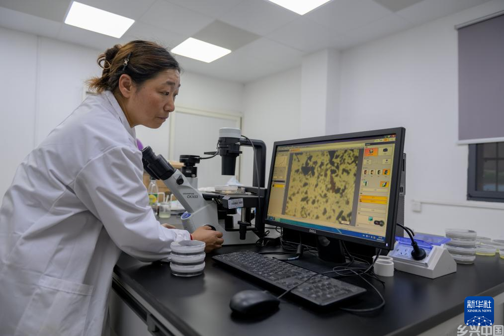 “油菜设计师”,让一粒粒种子开成油菜花海(图7)
