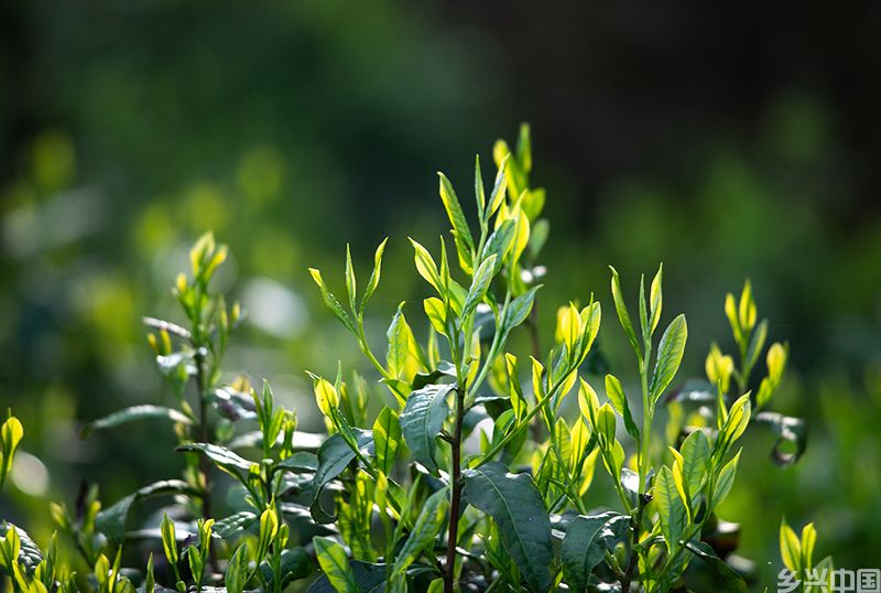“金山时雨”茶叶。章晓璇摄