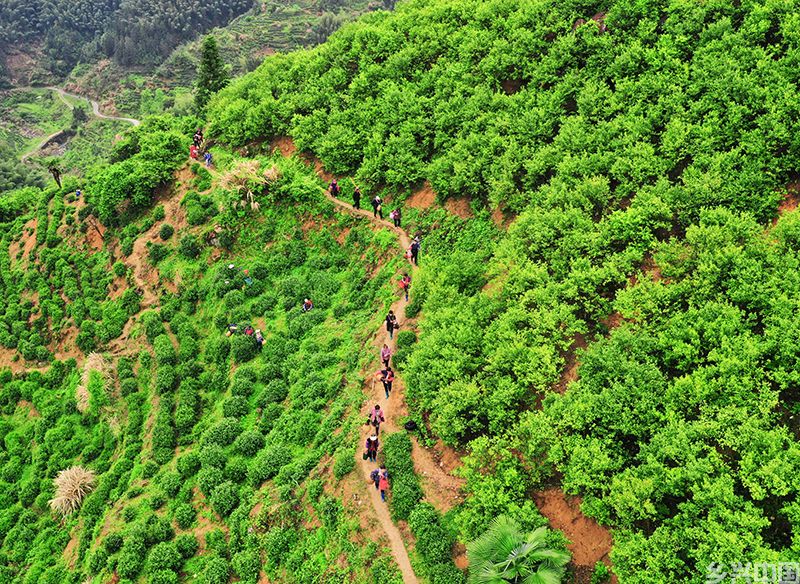 绩溪县上庄镇的高山茶园。章晓璇摄