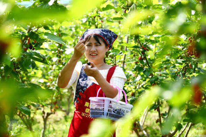 湖北通城：兼作套种提高土地利用率(图1)
