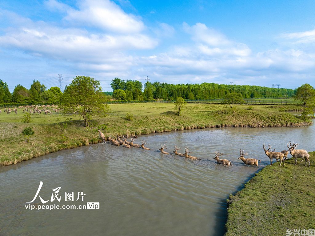 江苏泰州:生态好 麋鹿欢【4】