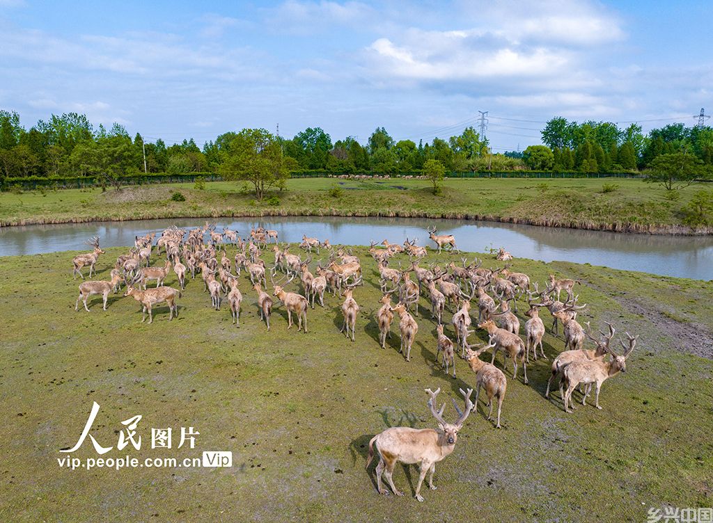 江苏泰州:生态好 麋鹿欢【9】