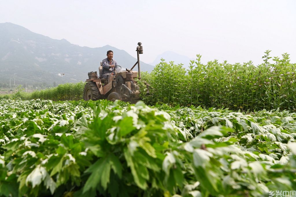 5月9日,在河南省沁阳市西向镇,农民驾驶农机收获艾草。新华社发(杨帆摄)