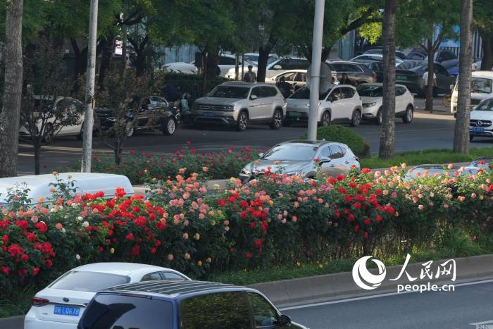 北京三环主路上的月季花带。人民网记者 王天乐摄