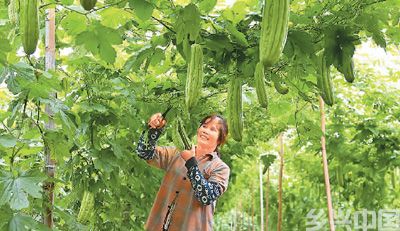 近日，在广西壮族自治区北海市合浦县廉州镇杨家山村蔬菜种植基地，农民在采摘苦瓜。   林启波摄（人民视觉）