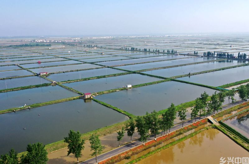 航拍镜头下的永修县“稻虾连作”基地。人民网记者 时雨摄