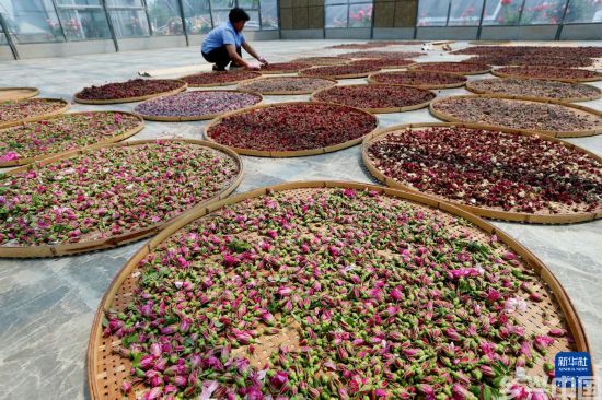 山东即墨:玫瑰花开助力“芳香”经济(图2)