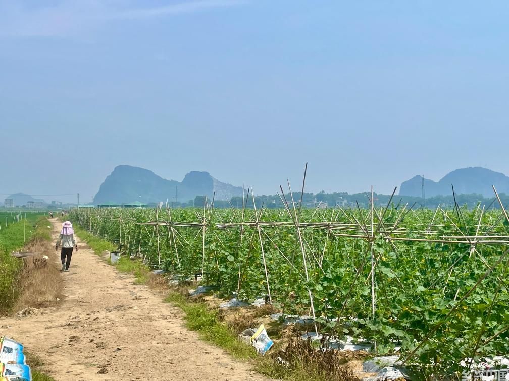 广西贺州预制菜叫响粤港澳大湾区(图1)