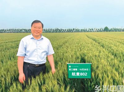 2023年，刘录祥在位于河北省石家庄市的试验基地查看“航麦802”长势情况。资料图片